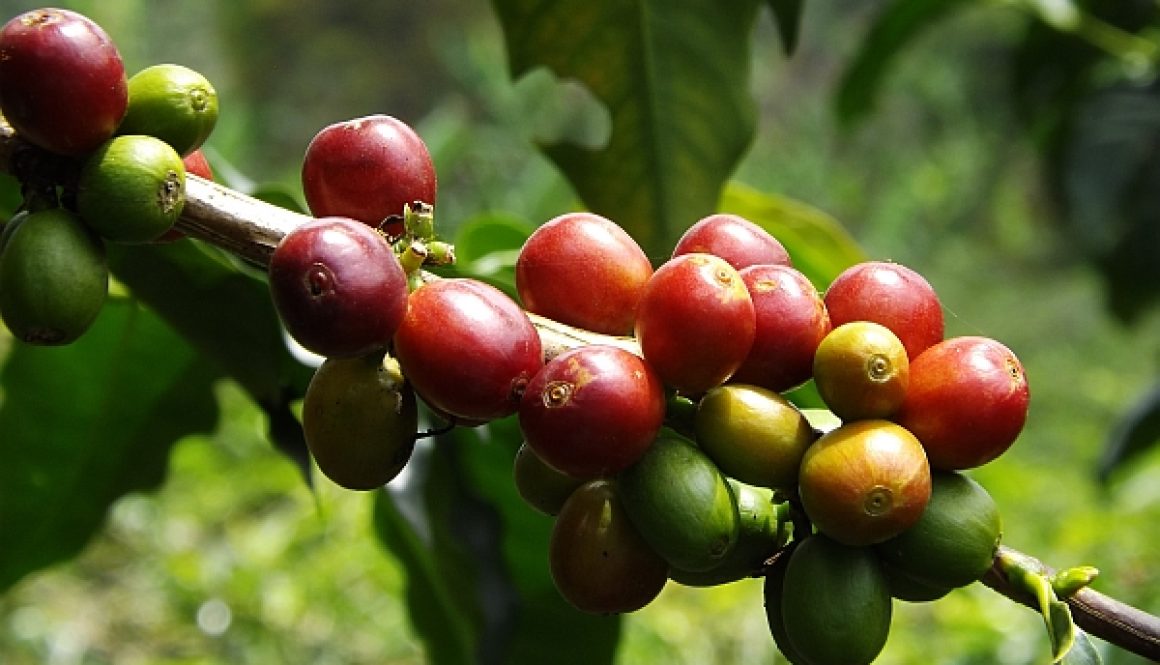 coffee-top-600